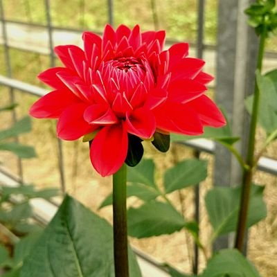 山の中で切り花栽培をしている花農園。農業記録少々に、気晴らしと人生に役立たないどうでもいい事をつぶやいています。