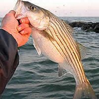 New Jersey Fishing (@njfishing) 's Twitter Profile