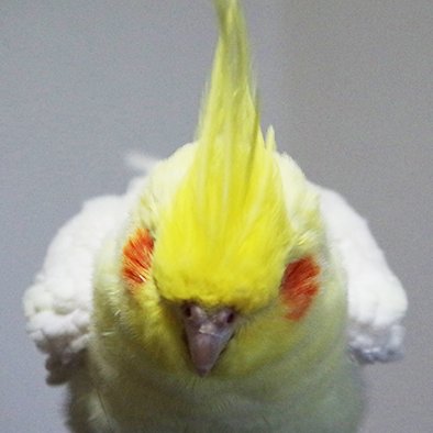 鳥が好きです。オカメインコはもっと好きです。