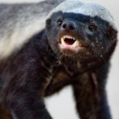 honeybadgerMel Profile Picture