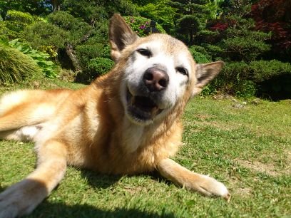 保護犬保護猫活動してます
福岡の田舎で出来る事をやり続ける!
1頭でも救いたい その想いで全力で活動中
応援よろしくお願いします