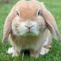 山びこラビット (@h_secondname) 's Twitter Profile