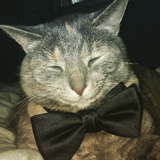 jack_stedron's profile picture. 