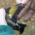 Mo (@oakbirder) Twitter profile photo Mo (@oakbirder) Twitter profile photo