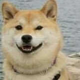 Kylerexnewbs's profile picture. I am a cute 26yr old British fem today! I'm now 26 yay!! @thenoseflap is gay for me, I have a wife and two kids fyi (humansextoy) doges from @shibsbot