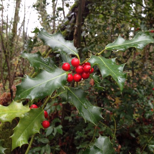 holly_vhouten's profile picture. 