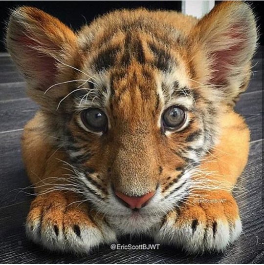 victorcuadraurb's profile picture. 