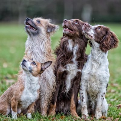 #PositiveDogTrainer #TVandFilm #TrickTraining #ForceFree Powered by @NaturesMenu #RawIsBest Fans Supported by @ChuckitUK @BecoPets & @EquStreamz