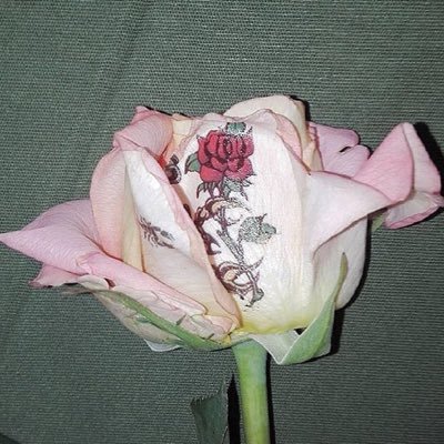 defagcw13's profile picture. 