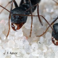 Antlab (@antecology) 's Twitter Profile