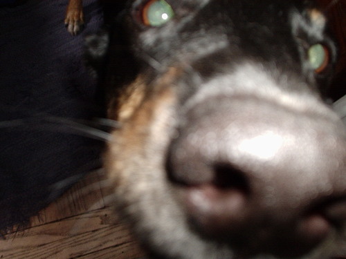 : cold wet nose in the great white north. Into peace, love, chocolate, warm sunshine, cool breezes and cycling.