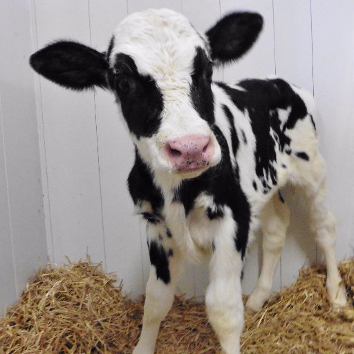 Cows are chewing, calves are mooing and coffee's brewing.
Committed to producing high quality milk for Canadians every day.