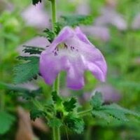 Shirasu Lab@RIKEN (@shirasulab) 's Twitter Profile