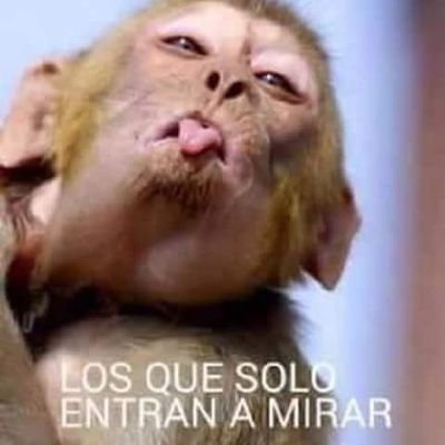 renesito52's profile picture. cocinero