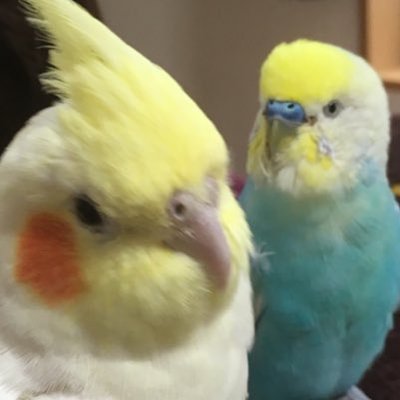 いんこおいしい Piyomids Twitter