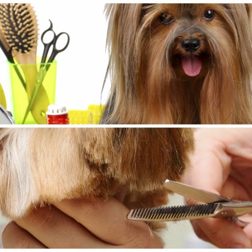 Beech Hill Kennels is a full service kennel offering Boarding, Grooming, Training & Dog Day Care.
(215) 639-5789