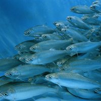 Fisheries and Aquaculture Journal(@fisheriesaqua) 's Twitter Profile Photo