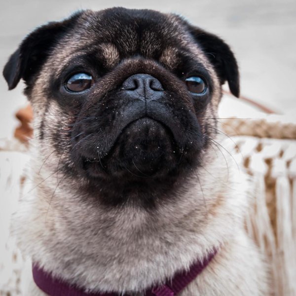 Hey there I'm Emma 1 year old #pug babe 🐶 @juliesdresscode is my mummy 🙆🏻 follow our crazy adventures 🐶 | #pugslife | #ilovemydog | #mops | #puppy | Germany