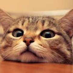 acB0L72PDKFVT12's profile picture. 猫の画像・動画を収集してます＾＾また猫の事について呟きます！ 気に入ったものあればフォロー・RTよろしくおねがいします！！