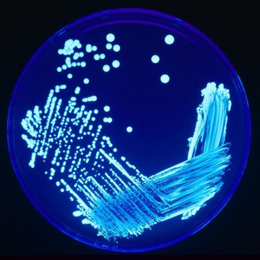 microbiologyjob Profile Picture