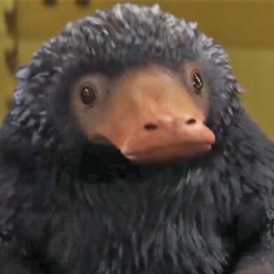 :Niffler: a creature with a long snout and a coat of black, fluffy fur || TH only || DM Only || Roleplay/RT || #fantasticbeast || 🚀