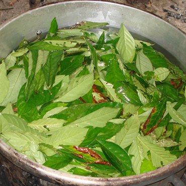 sankenmai's profile picture. ayahuasca retreats in peru