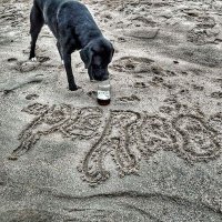 Cerveza El Perro(@cervezaelperro) 's Twitter Profile Photo