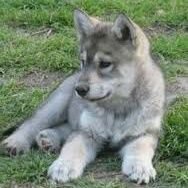 Arctic (@wolfofnopack) 's Twitter Profile
