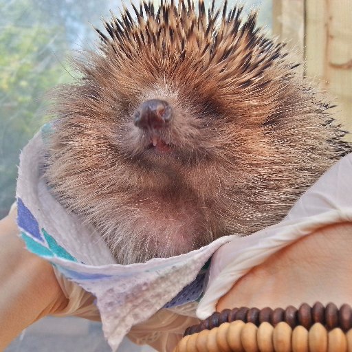 manager of Hedgely Hogspital,Rescuing sick and injured Hedgehogs