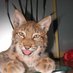 Hourly Lynxes (@HourlyLynxes) Twitter profile photo