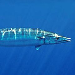 @Fish_Patrol
