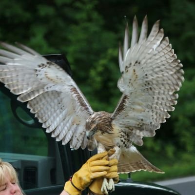 Friends of the Feathered &Furry Wildlife Center / Founder