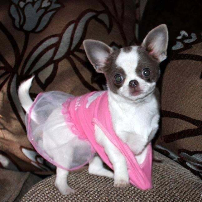 TinyChihua_hua's profile picture. Las Vegas blue chihuahuas