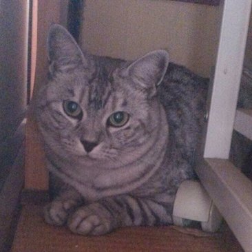 milkytrendy5's profile picture. 静岡県在住のしばたキャッツビーです！週末はよくﾄﾞﾗｲﾌﾞ、ﾈｯﾄｻｰﾌｨﾝをしてます。平日も主にネット眺めてますｗネットで見つけたイケてる感じの情報をシェアしていきたいと思いますので、よろしくお願いします！