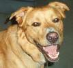 Male - Retired from automotive trade