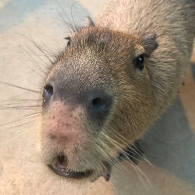 PhotoCute2016's profile picture. 動物が好き♡