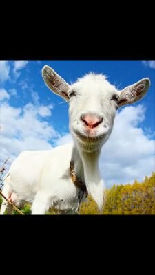 luda_koza's profile picture. Beeeee