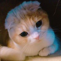 ScottishFoldこじろう.ここあ (@scottishfold311) 's Twitter Profile