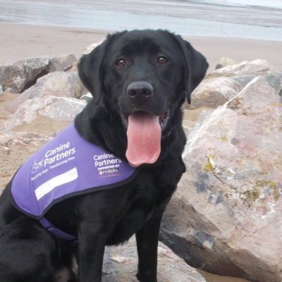 life with an assistance dog, a rescue dog, a wheelchair & numerous disabilities. Lifestyle blogger and pet blogger