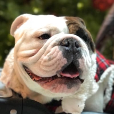 I am just me! Enjoying marching to the beat of a different drum with the love of my life, my bulldog Grunt E. Dawg by my side.