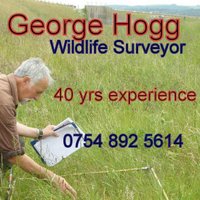 george hogg(@hoggestateserv2) 's Twitter Profile Photo