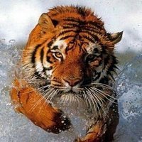 👦#Gust `s TFBS (@gfbs17) 's Twitter Profile
