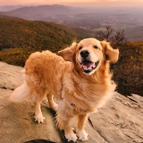 beautifuIdogs's profile picture. please follow if you love doggies 🐾