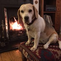 The Beagle(@beaglebugle) 's Twitter Profile Photo