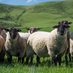 World Sheep Journal (@wsheepjournal) Twitter profile photo World Sheep Journal (@wsheepjournal) Twitter profile photo