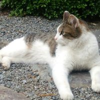 えびかに (@ebi_kani_8) 's Twitter Profile