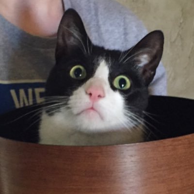 Im Jymmy, @OptimizeVFX's cat