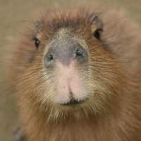 nao (@nao_capybara) 's Twitter Profile Photo nao (@nao_capybara) 's Twitter Profile Photo