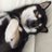 黒柴げんじろうのアイコン