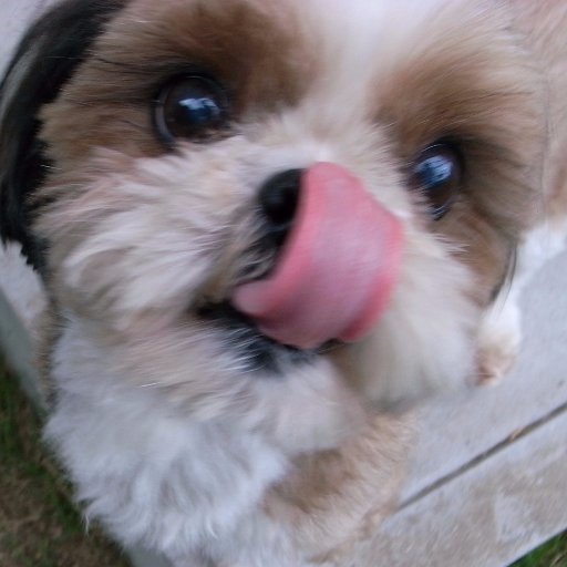 nasnek's profile picture. 家族アカウントです

 プロフィール画像はわが子たち（シーズー）
　 
わが子たちの面影感じる画像を見つけるとフォローしてしまいます